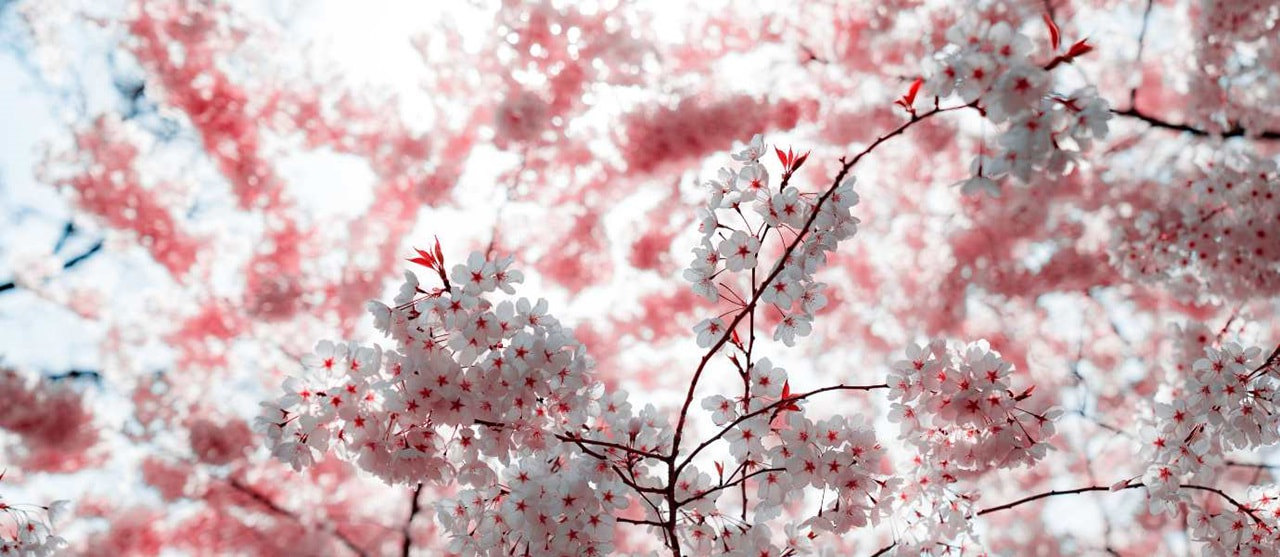 Yoshinocherrytreecloseupatpcv 1380X600