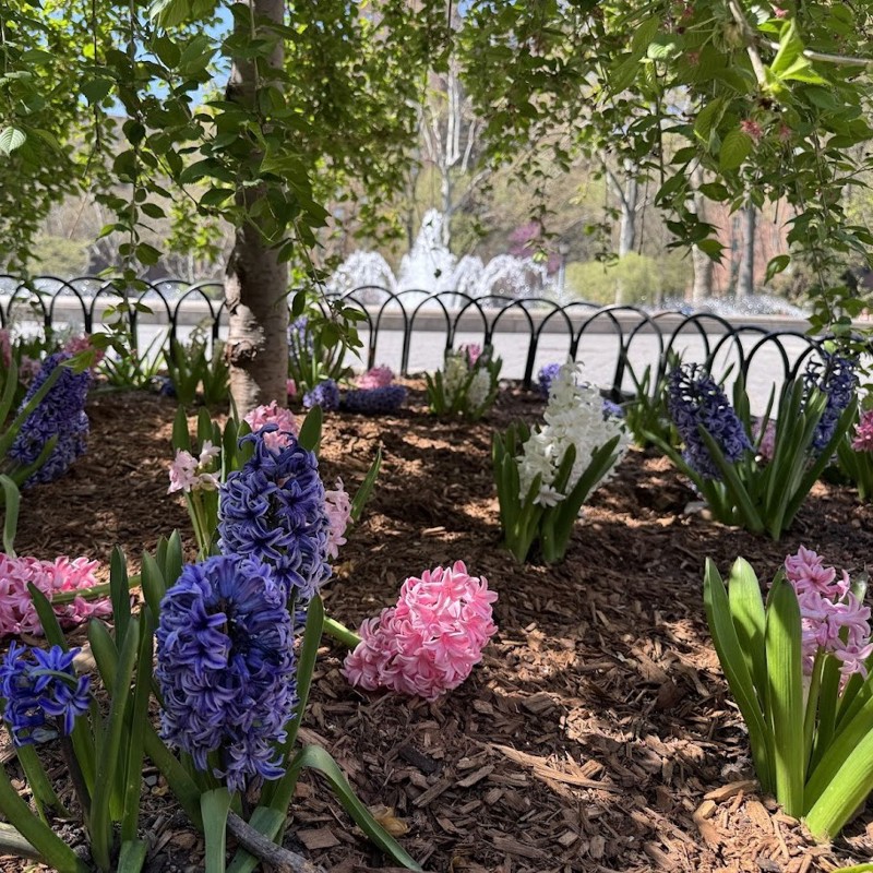 Hyacinths At Oval