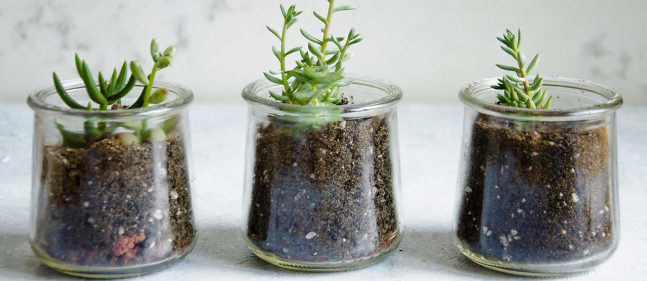 Succulents How To Hero (3)