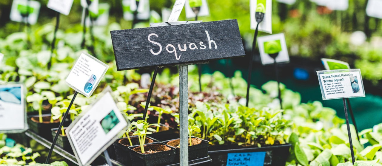 Squash At Greenmarket