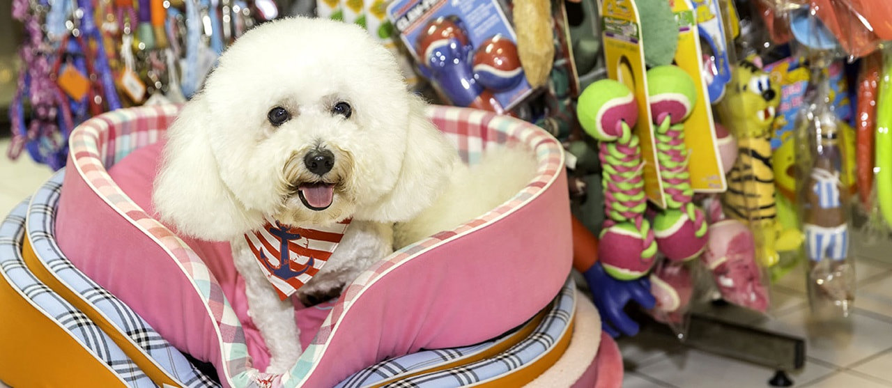 Pet Store Dog