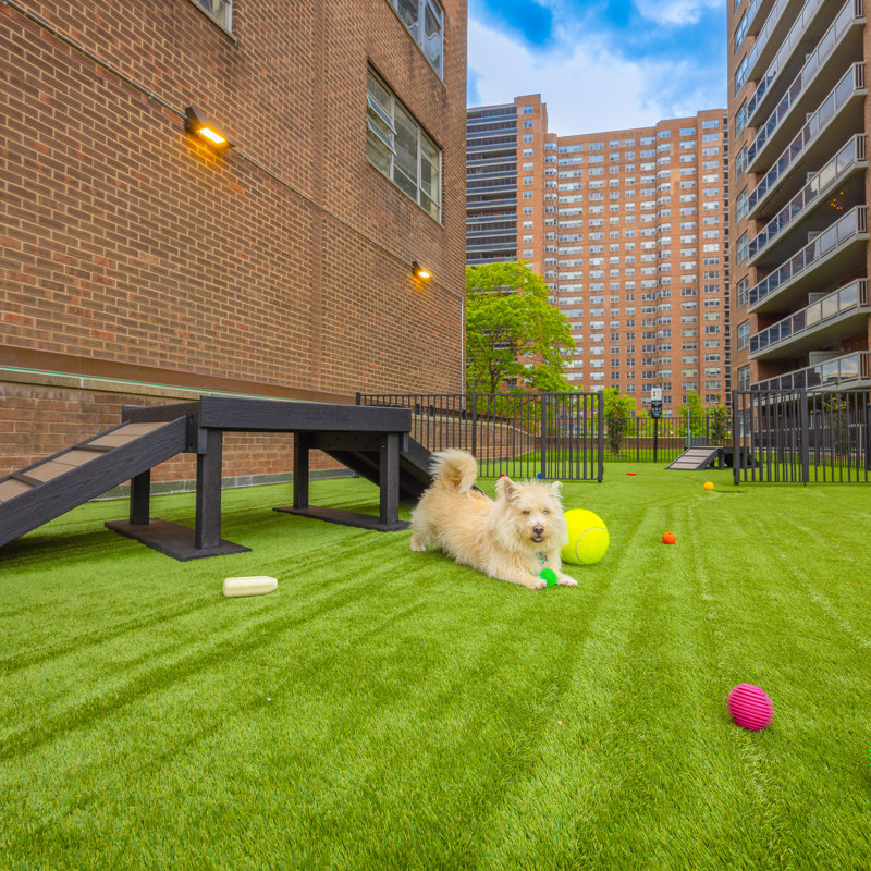 Dog Run with dog lounging