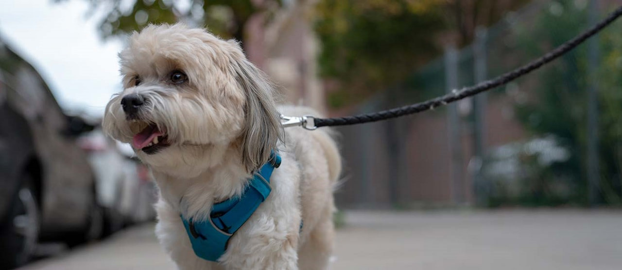 Dog Walking Down Street Hero