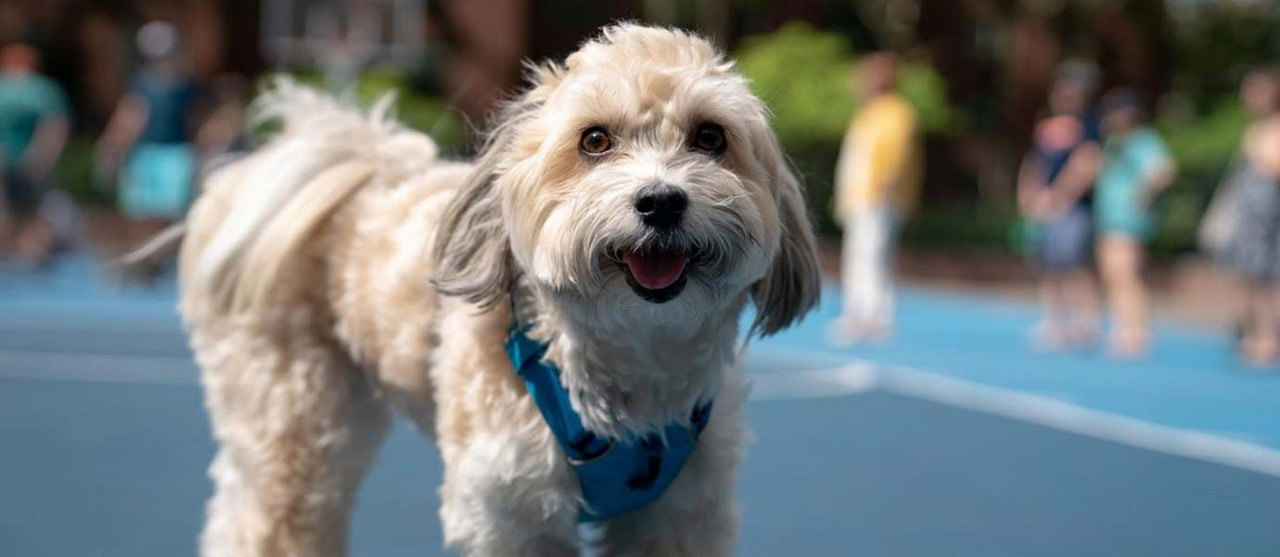 Pet Care At Stuytown Hero (1) (1)