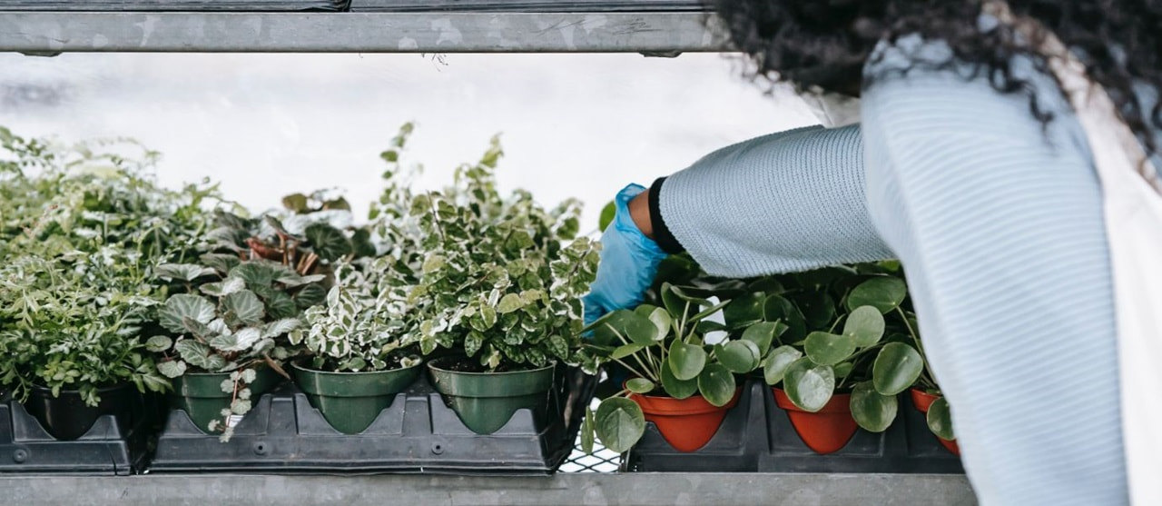 Houseplant Store Near Stuy