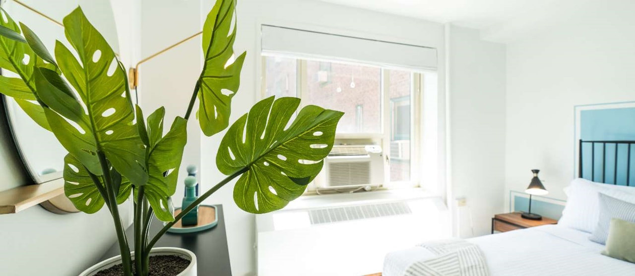 Houseplants In An Apartment 1380X600px (2) (1)