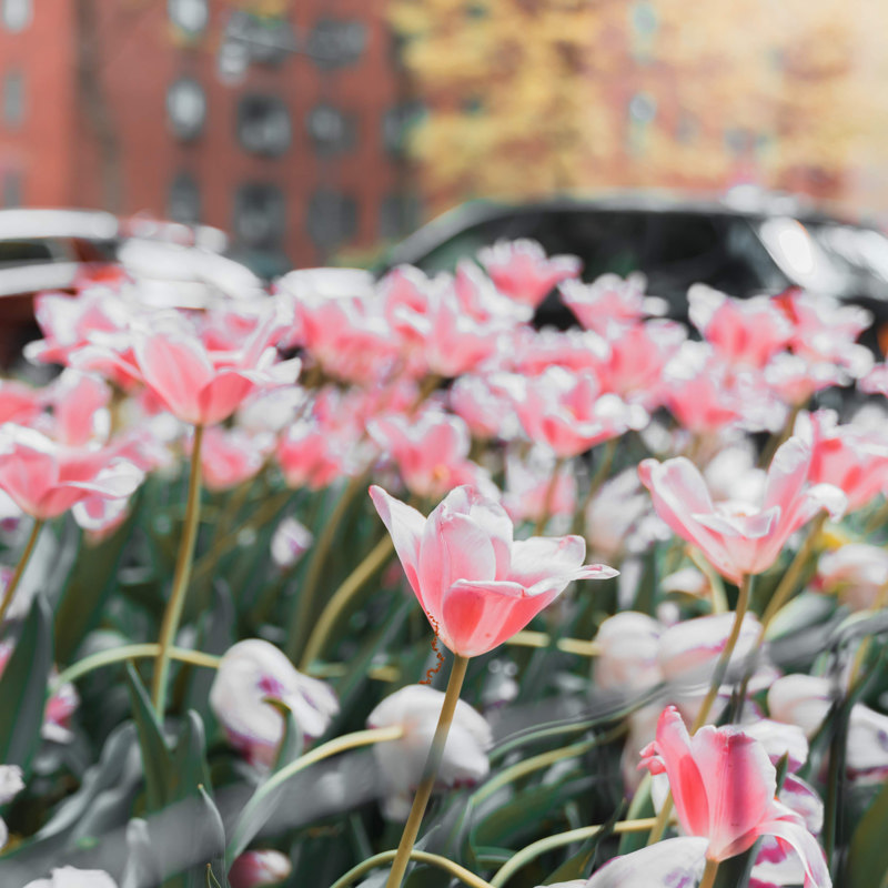 Pink Flowers